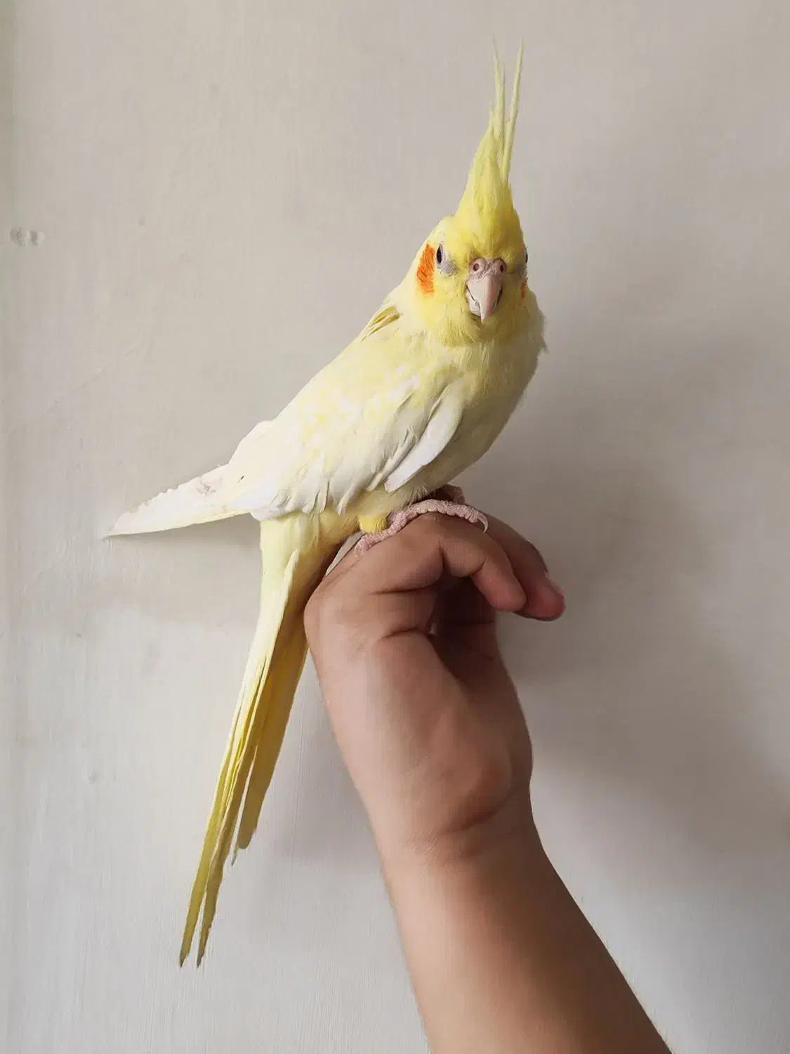 عروس هلندی|پرنده|پاکدشت, پاکدشت (مامازند)|دیوار