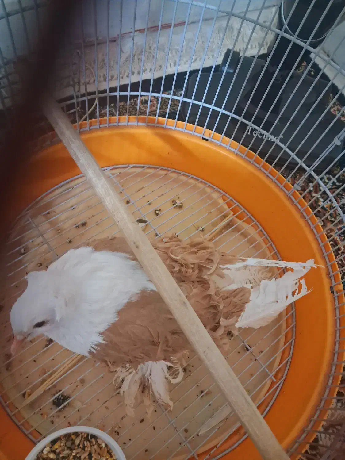 جکسون پرتقالی|پرنده|چهاردانگه (تهران), |دیوار