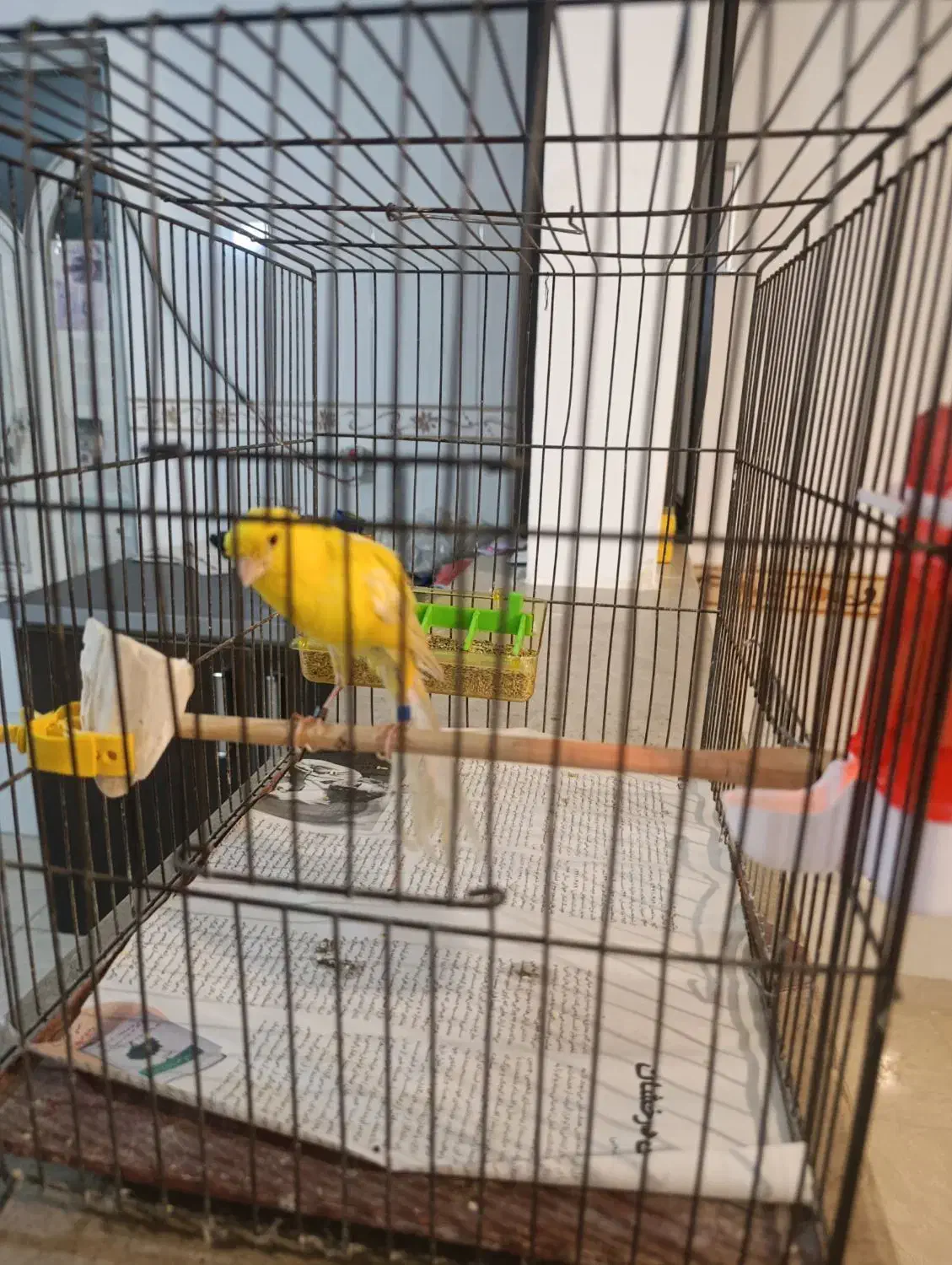 قناری ماده رسمی بلند2025|پرنده|رباط‌کریم, مسکن مهر آبشناسان|دیوار