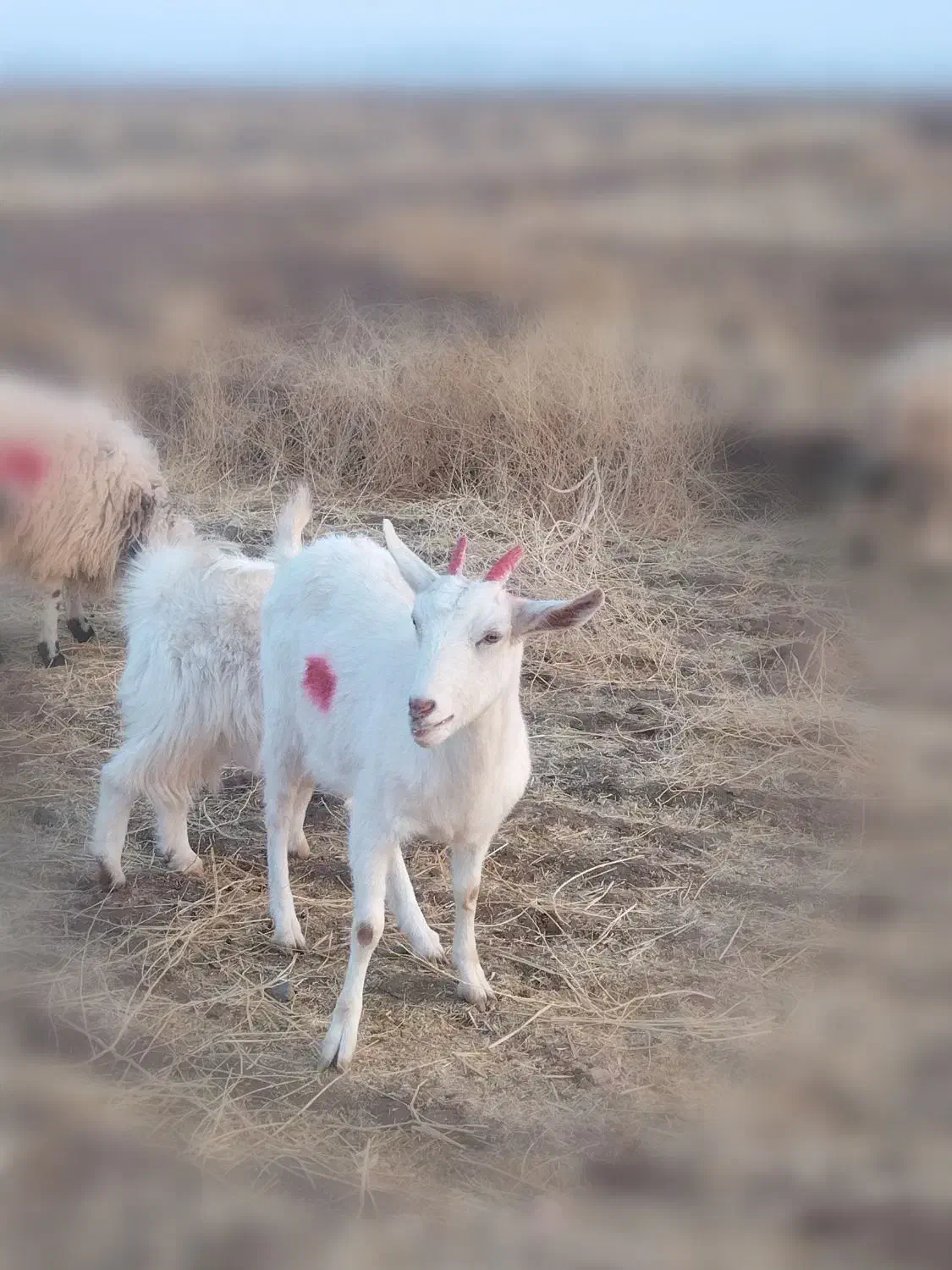 یک عدد کولار سانن|حیوانات مزرعه|گناباد, |دیوار