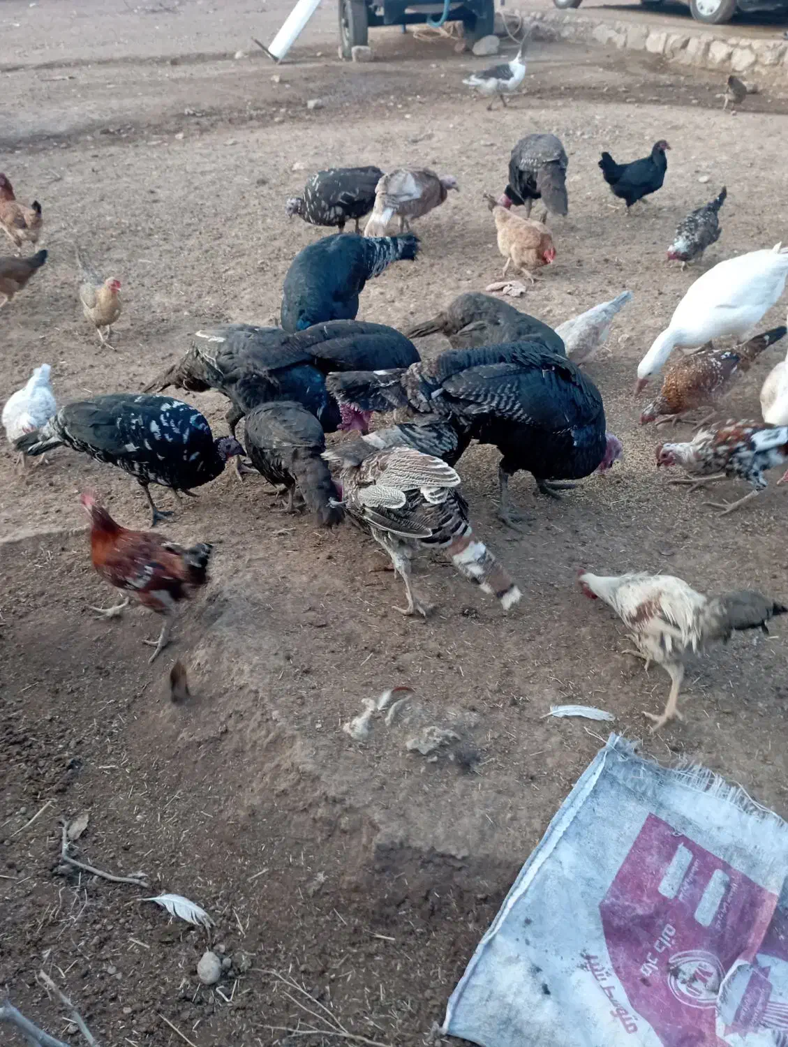 پنج عدد بوقلمون محلی به فروش می‌رسد|حیوانات مزرعه|فشاپویه, |دیوار