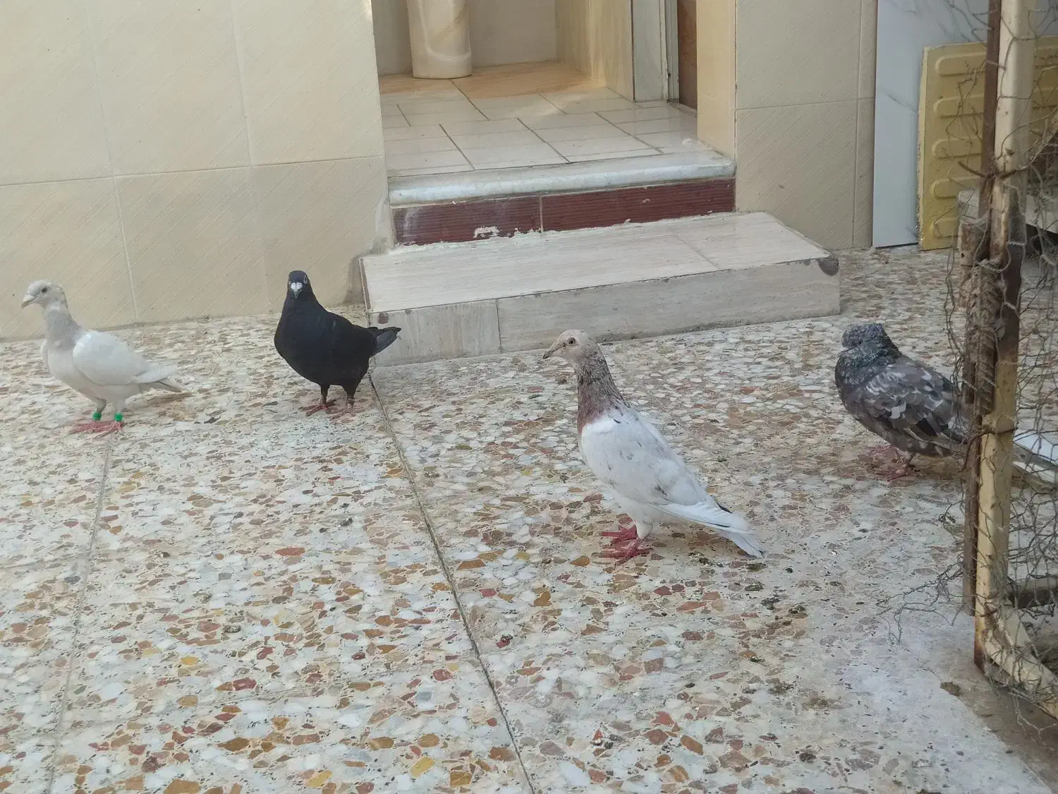 چهار کبوتر برای فروش|پرنده|برازجان, |دیوار