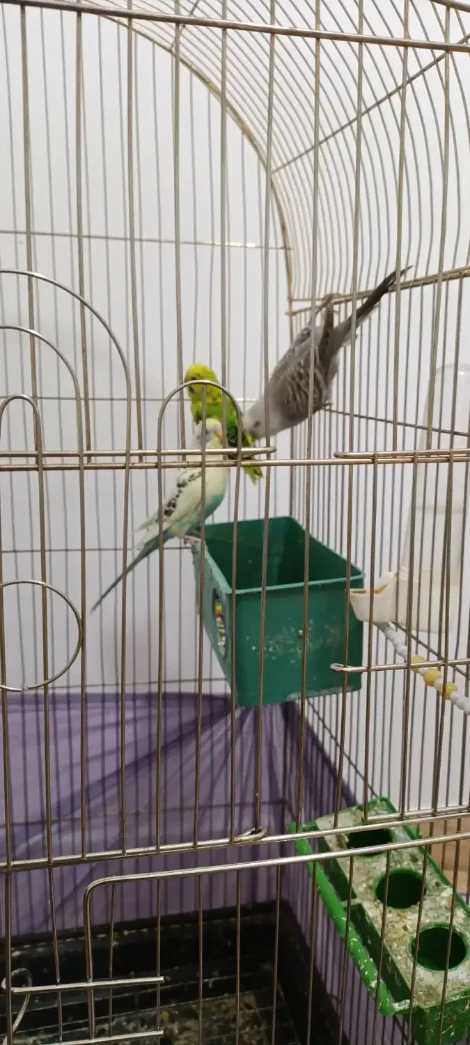 مرغ عشق نر و ماده|پرنده|نسیم‌شهر, |دیوار