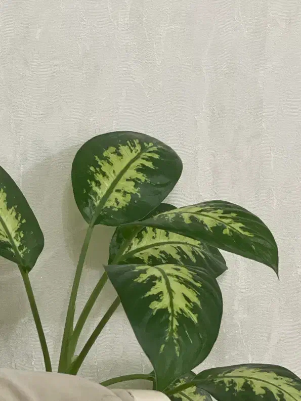 دیفن|گل و گیاه طبیعی|رشت, توشیبا|دیوار