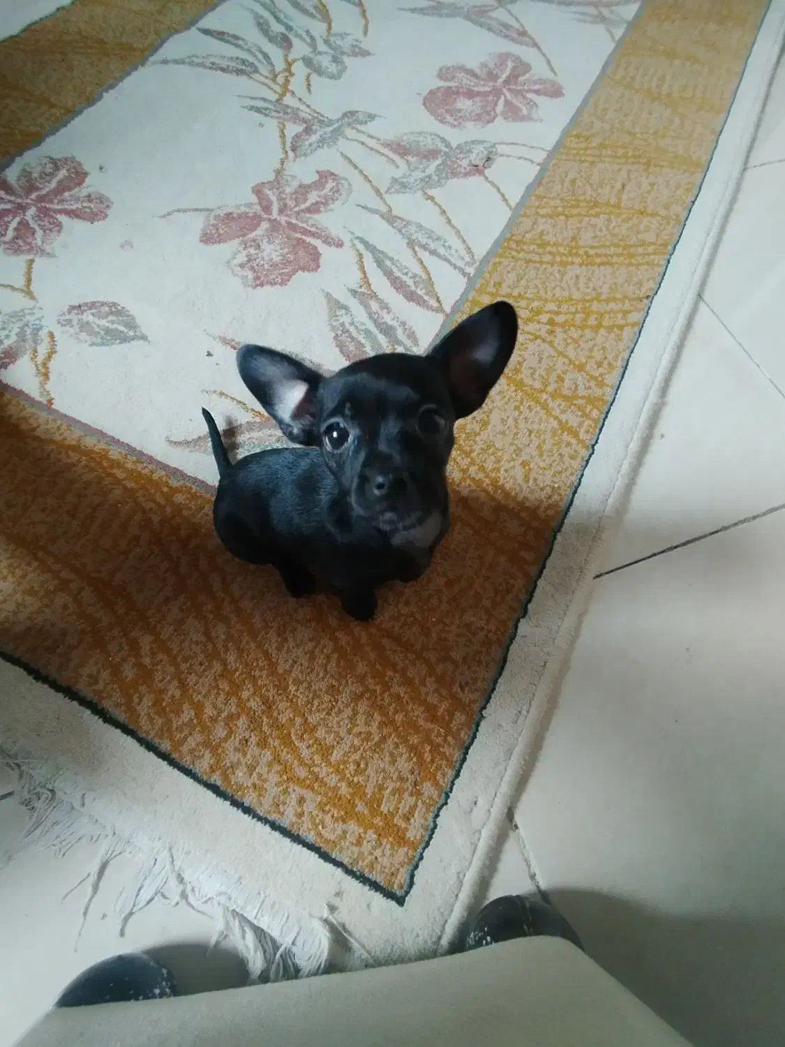 سگ شیواوا|سگ|هشتگرد, شهرک مهستان ۲|دیوار