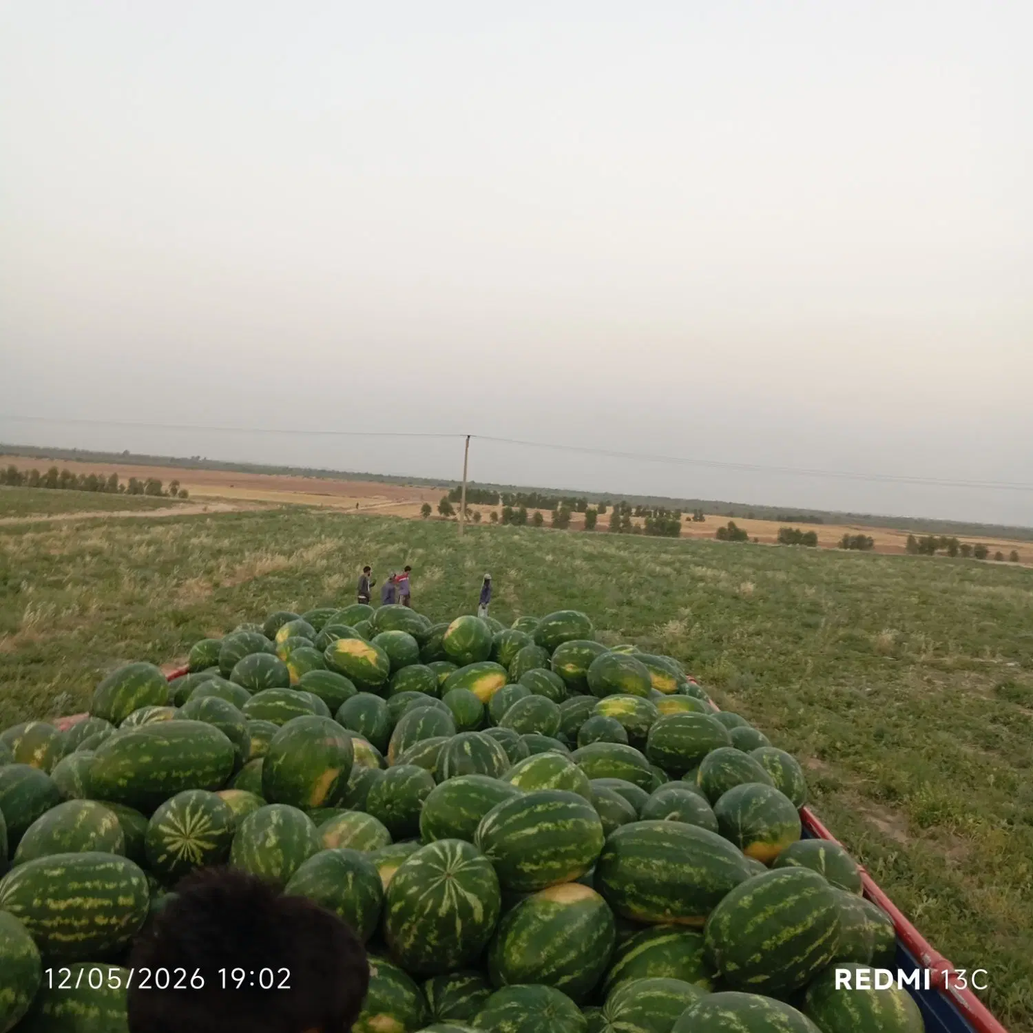 هندوانه .|خوردنی و آشامیدنی|سیجوال, |دیوار
