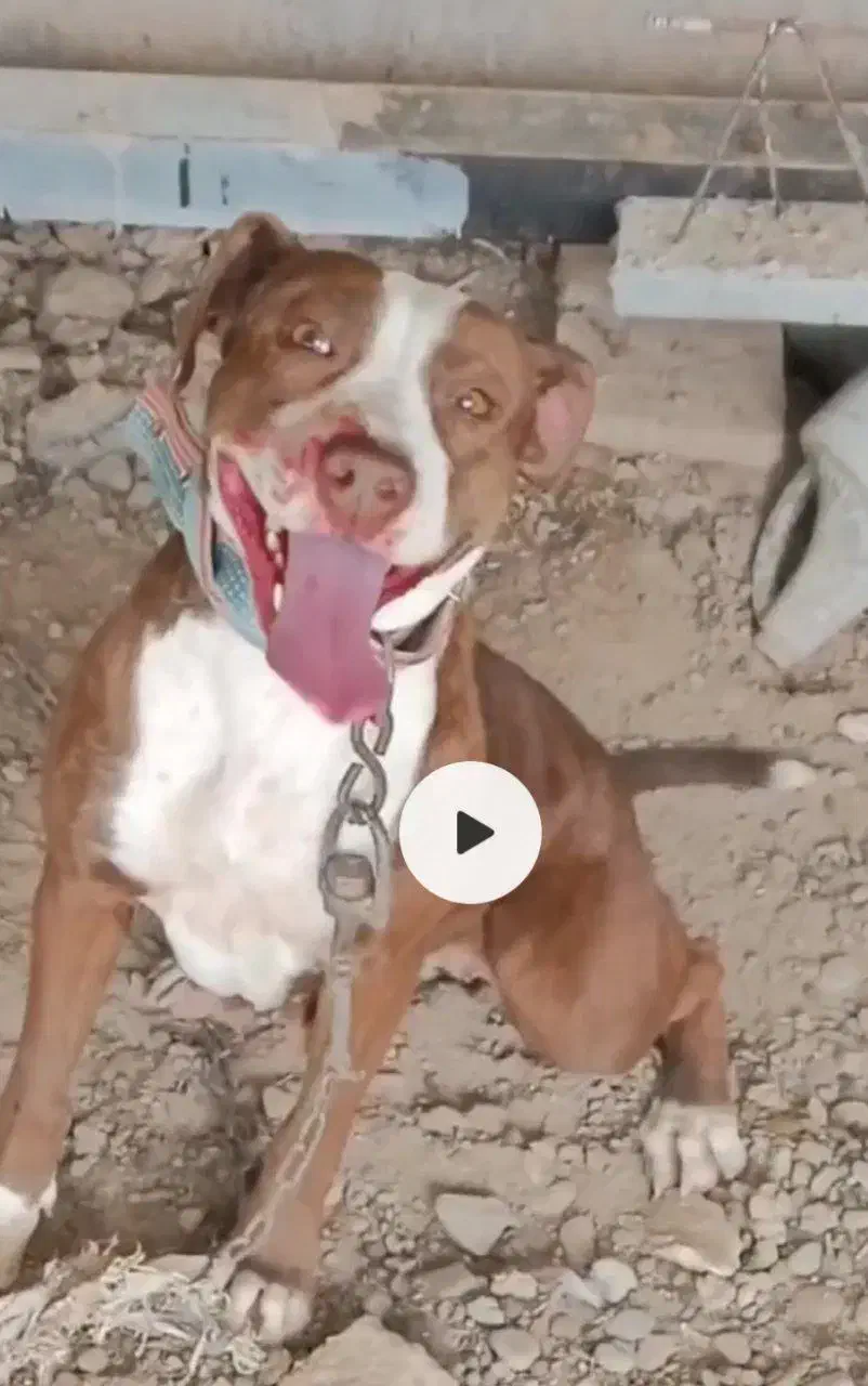 سگ ماده پیتبول . معاوضه با کفتر و بزغاله. طوطی|سگ|قلندر آباد, |دیوار