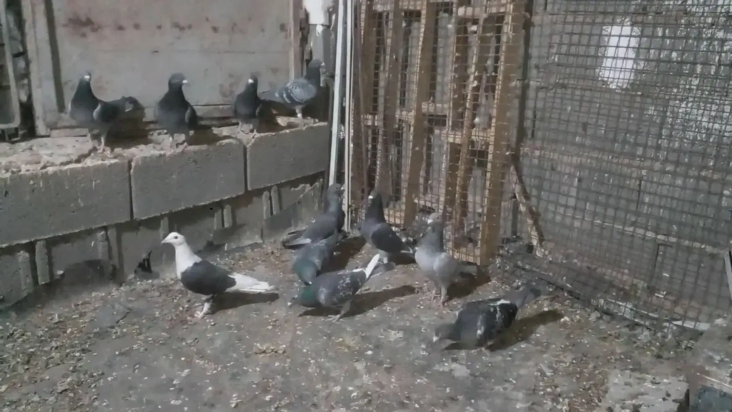 دسته کبوتر|پرنده|کوه چنار, |دیوار