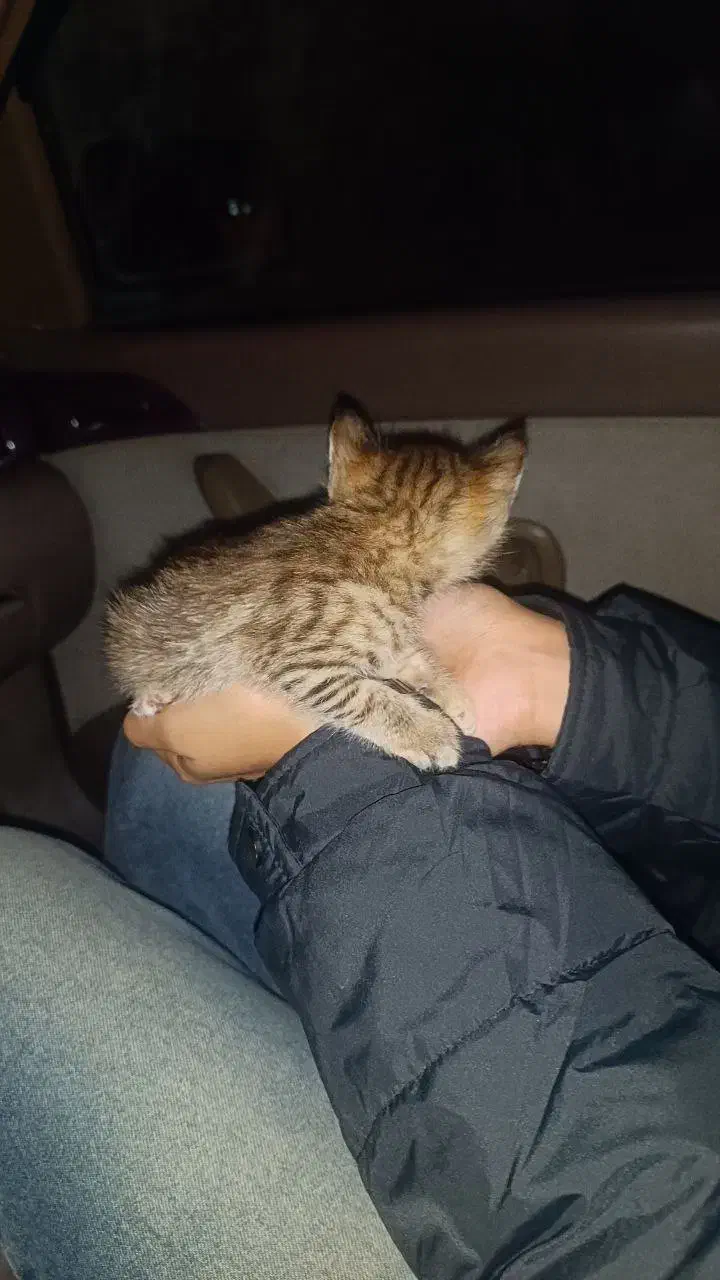 بچه گربه|گربه|تالش, هشتپر|دیوار