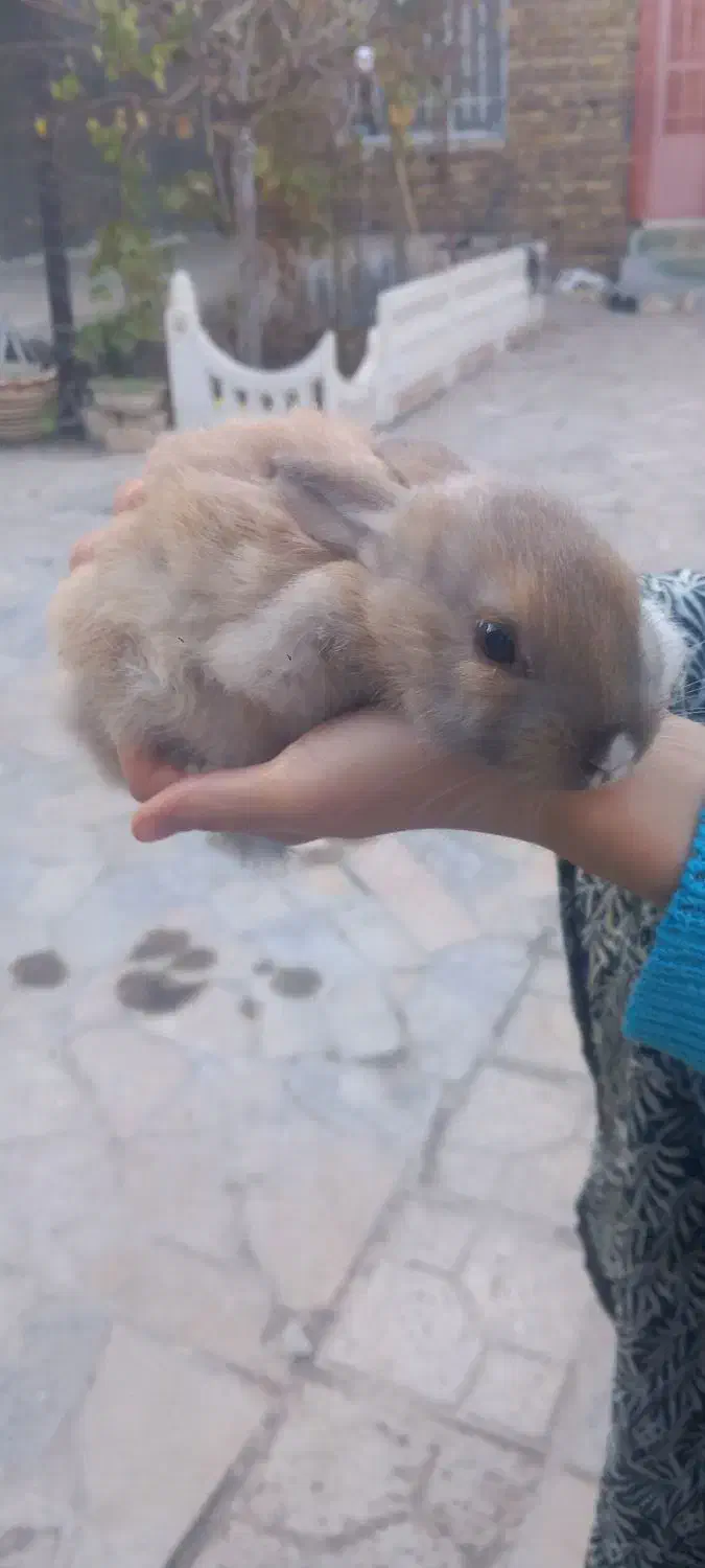 خرگوش|موش و خرگوش|مشهد, انقلاب|دیوار