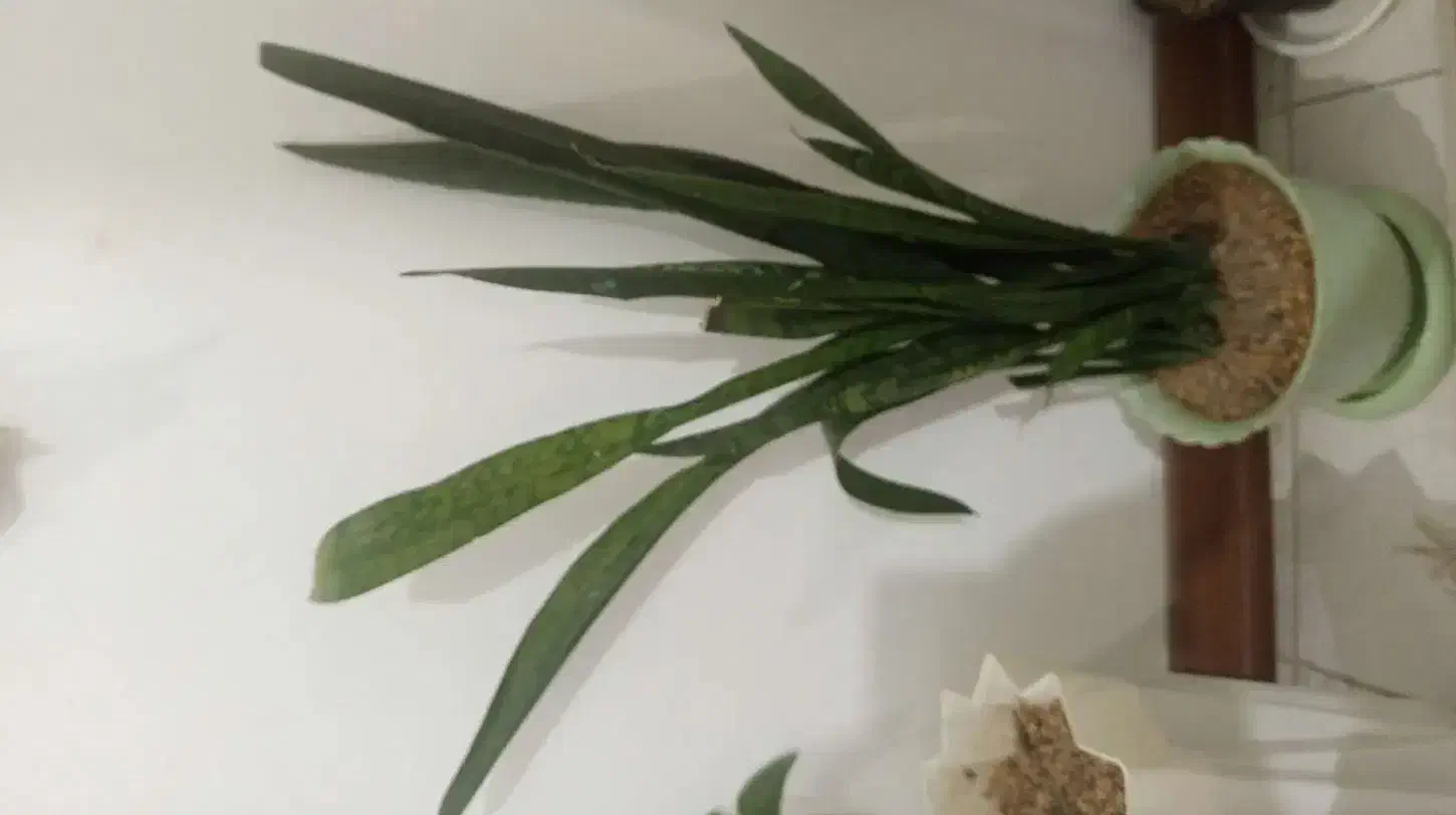 گل طبیعی|گل و گیاه طبیعی|پرند, فاز ۳|دیوار