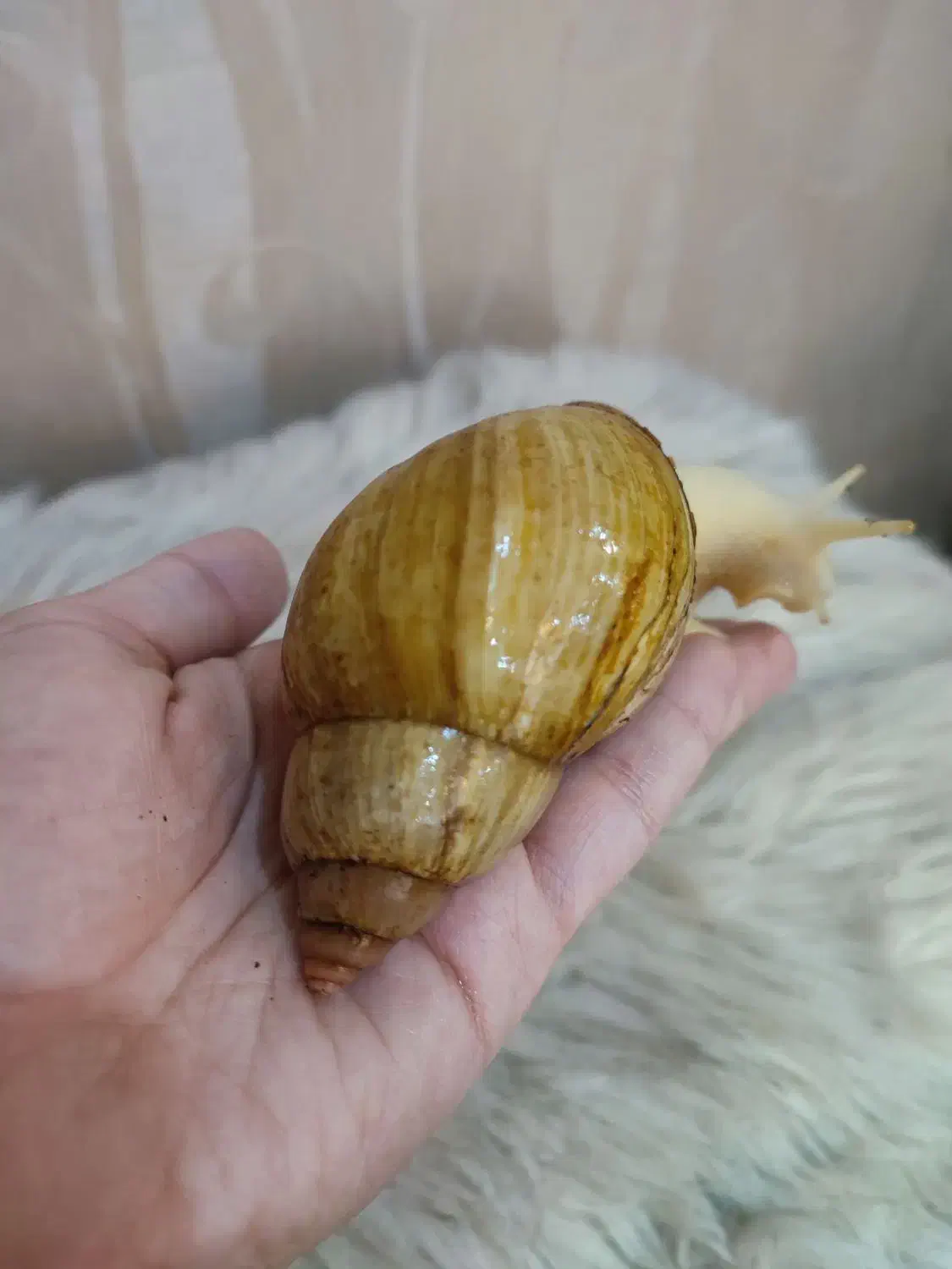 حلزون|خزنده|تهران, فلاح|دیوار