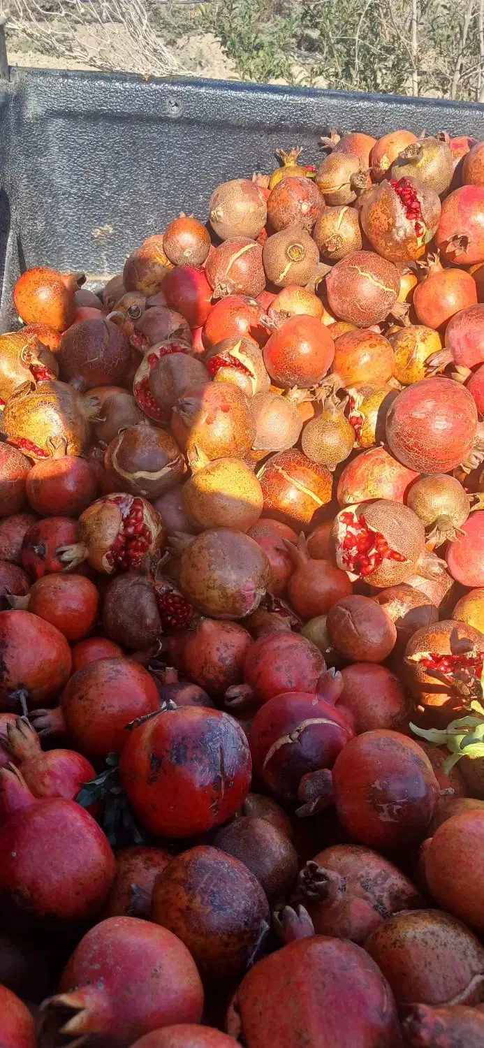 انار ربی|عمده‌فروشی|گنبد کاووس, |دیوار