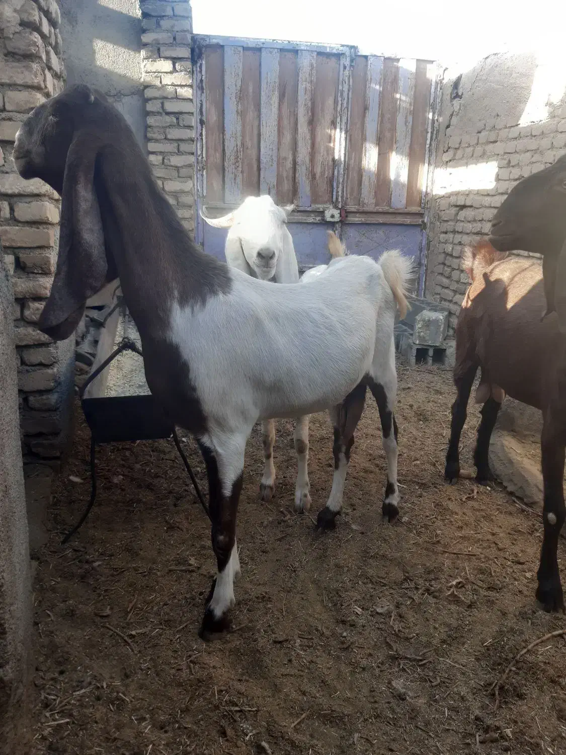 سه تابز پاکستانی جوان ۳ماه به بالا ابستن دانه|حیوانات مزرعه|بردسکن, |دیوار