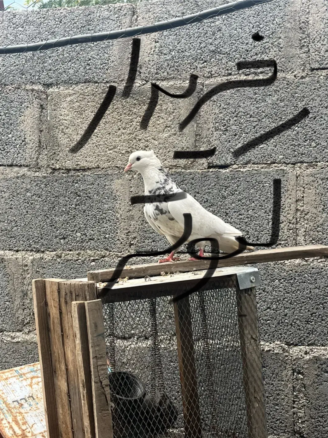 کبوتر رنگی|پرنده|جم, |دیوار