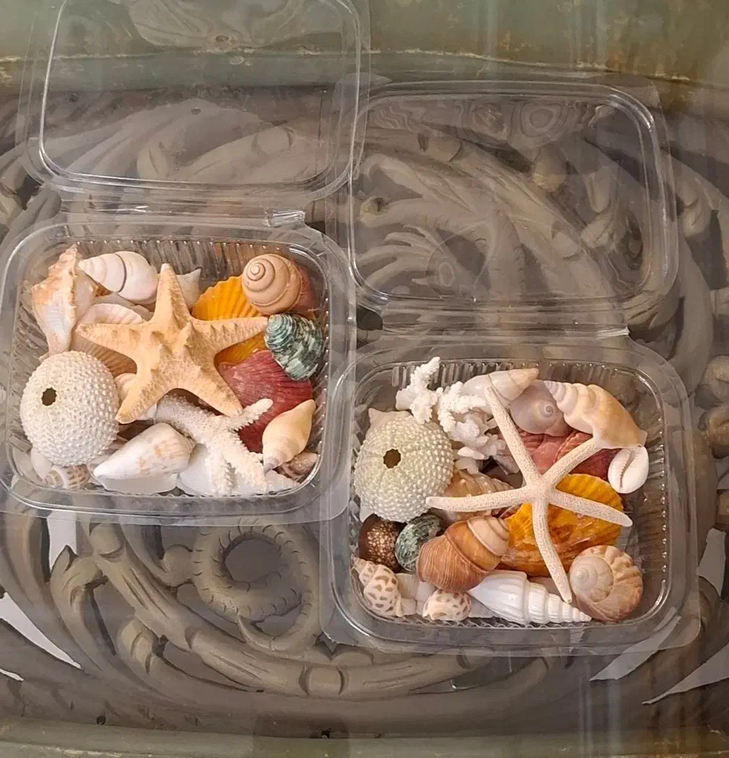 پک 40 عددی صدف های خاص و خوش‌رنگ اقتصادی|صنایع دستی و سایر لوازم تزئینی|تهران, تهرانپارس جنوبی|دیوار