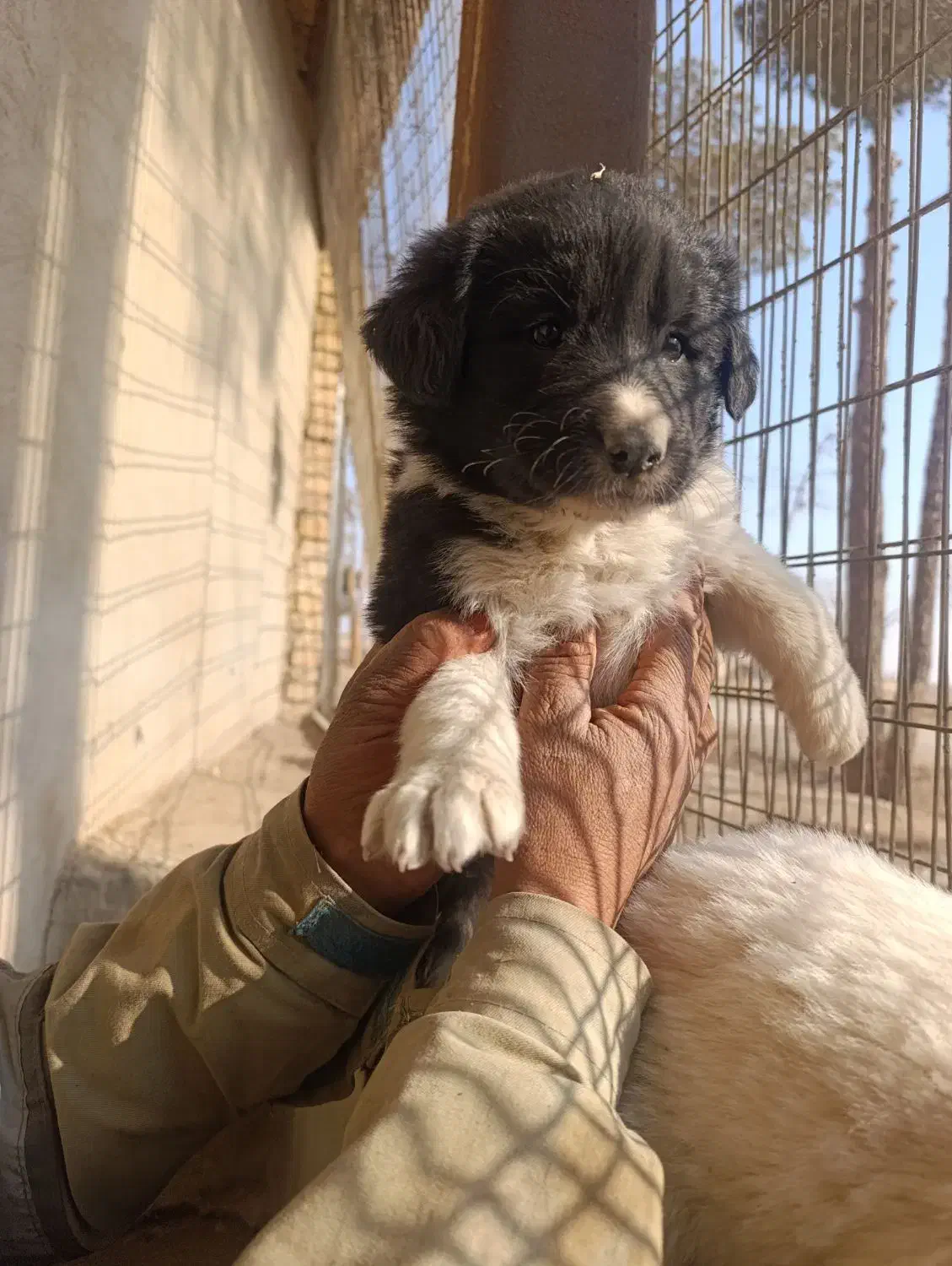 واگذاری توله سگ قدرجونی قهدریجانی|سگ|شاهین‌شهر, برخوار غرب|دیوار