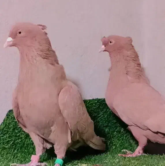 حیون عروسک|پرنده|زاهدان, |دیوار