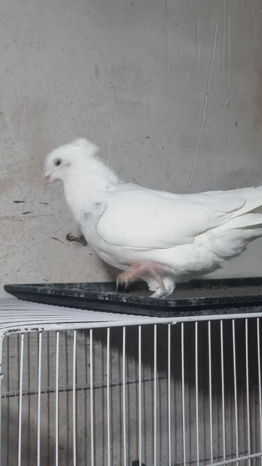 تعدادی کفتر مفت|پرنده|نیشابور, پارک منابع طبیعی|دیوار