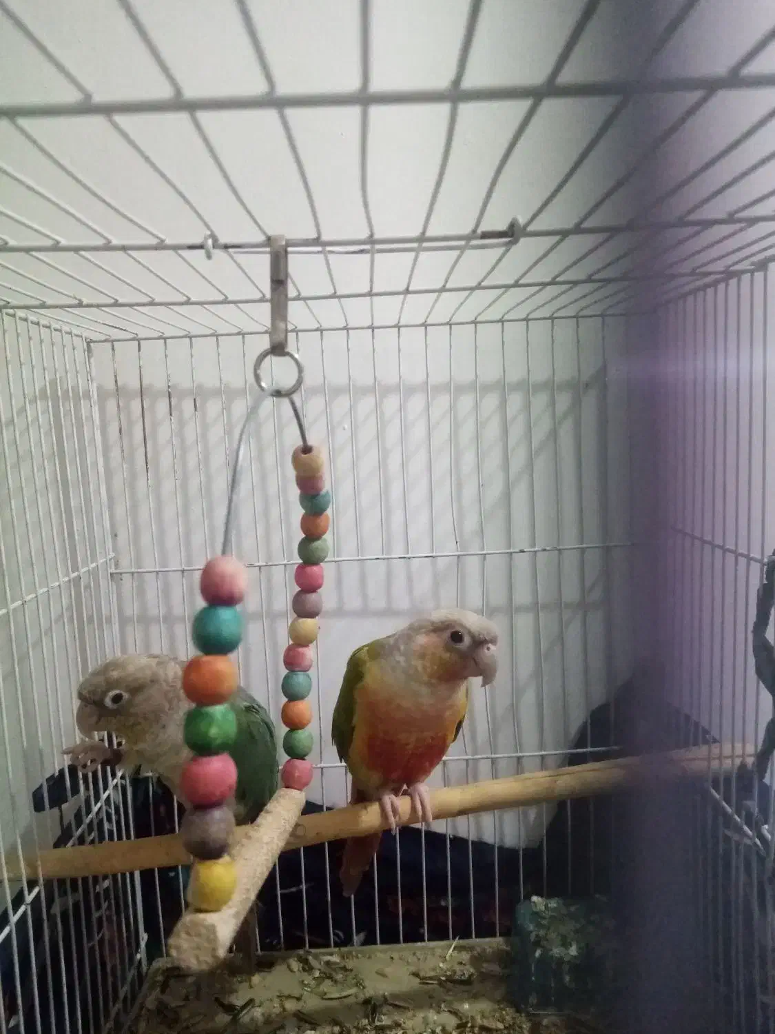 جفت گرینچیک. کوتوله یووینگ جفت ملنگو|پرنده|مشهد, نظام دوست|دیوار