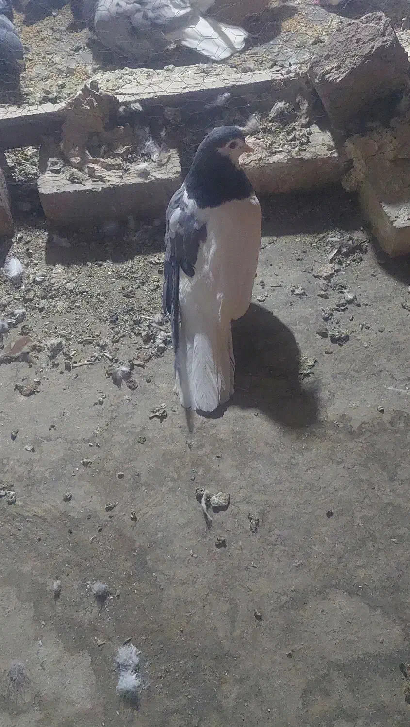 دم سفید،چپ|پرنده|تربت‌حیدریه, اندیشه|دیوار