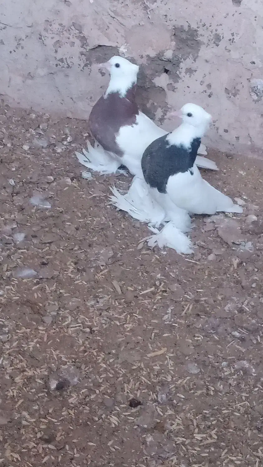 کفترطوقی|پرنده|زیرکوه, |دیوار