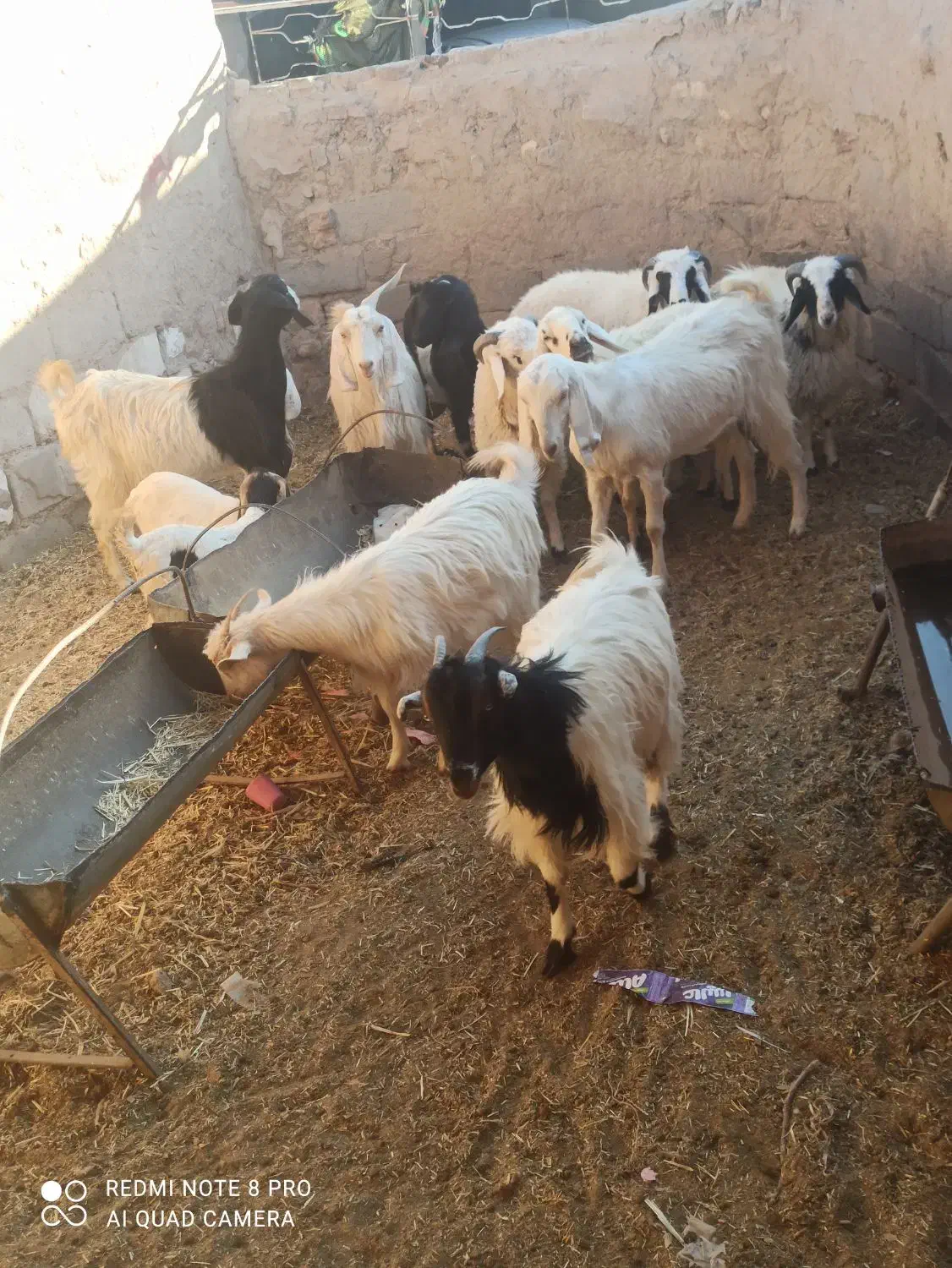 تعدادی بز شیری وزاییده و بره شیر به فروش می رسد|حیوانات مزرعه|سیرجان, |دیوار