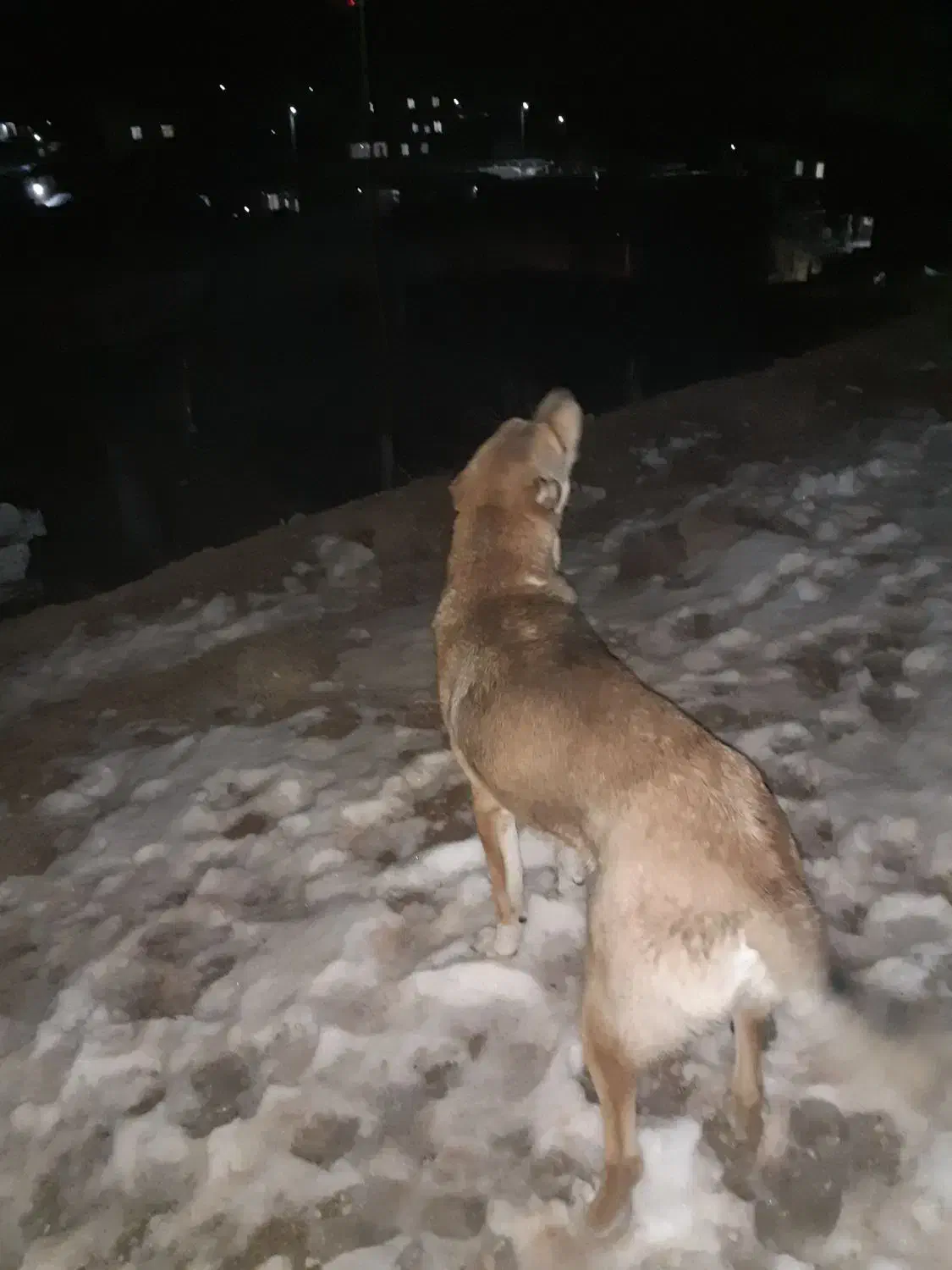 سگ گله|سگ|بجنورد, |دیوار