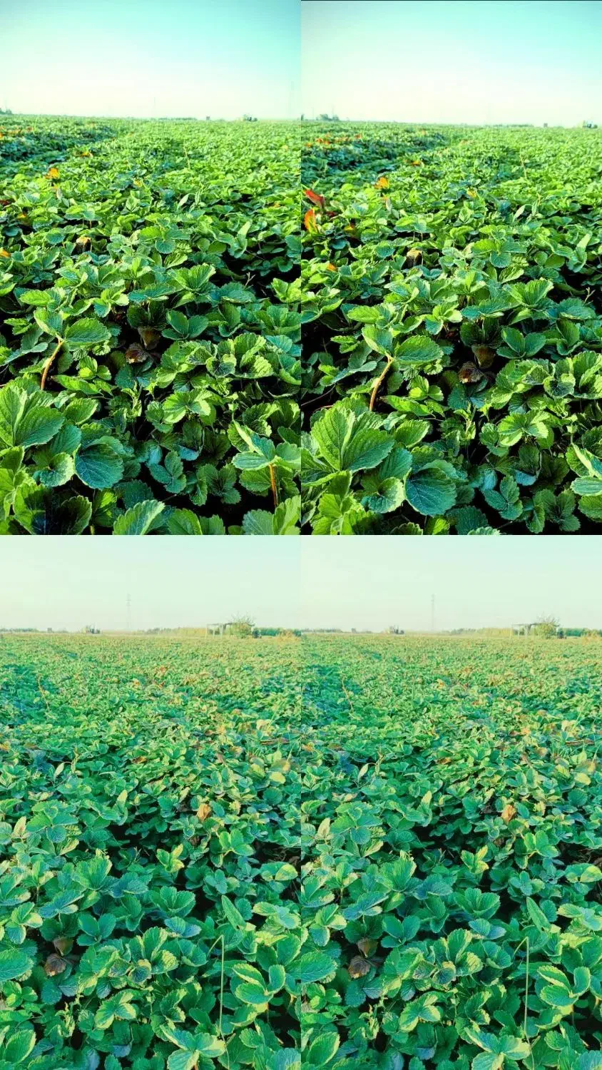 نهال توت فرنگی سابرینا|گل و گیاه طبیعی|دلند, |دیوار