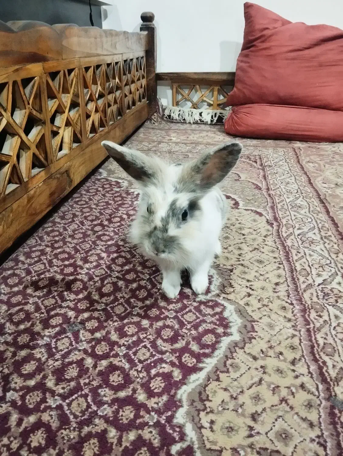 خرگوش|موش و خرگوش|اهواز, شهرک برق|دیوار