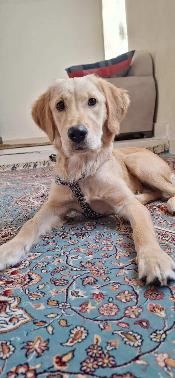 توله ۷ ماهه گلدن|سگ|طبس, |دیوار