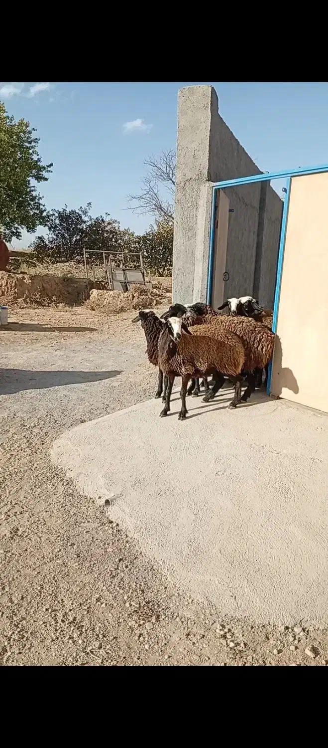 بره شال|حیوانات مزرعه|جوادآباد, |دیوار