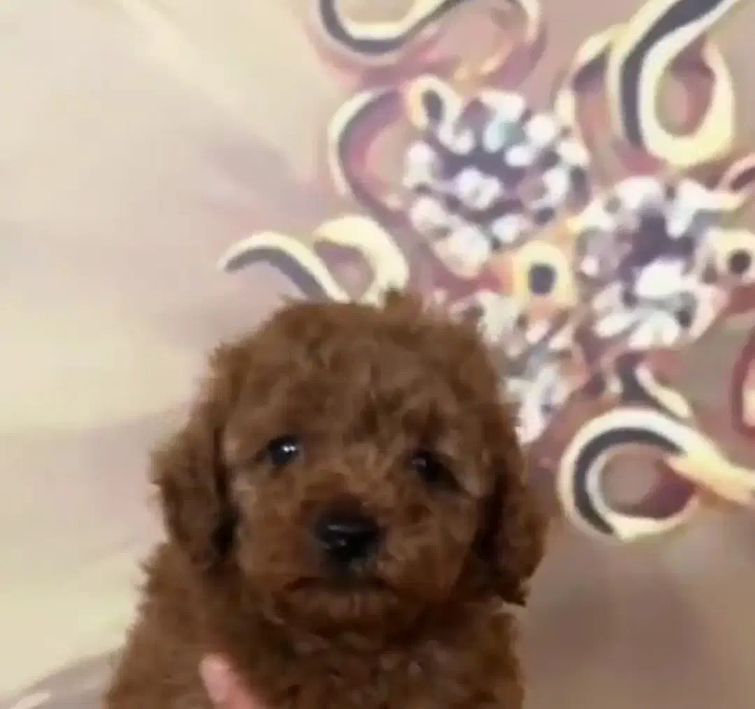 سگ پودل|سگ|اهواز, بهارستان|دیوار