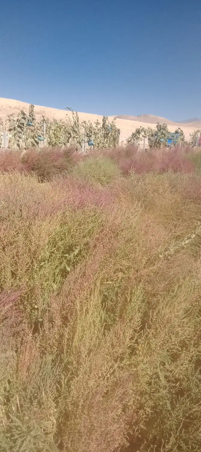 جارو|جاروبرقی، جارو شارژی، بخارشو|باوله, |دیوار
