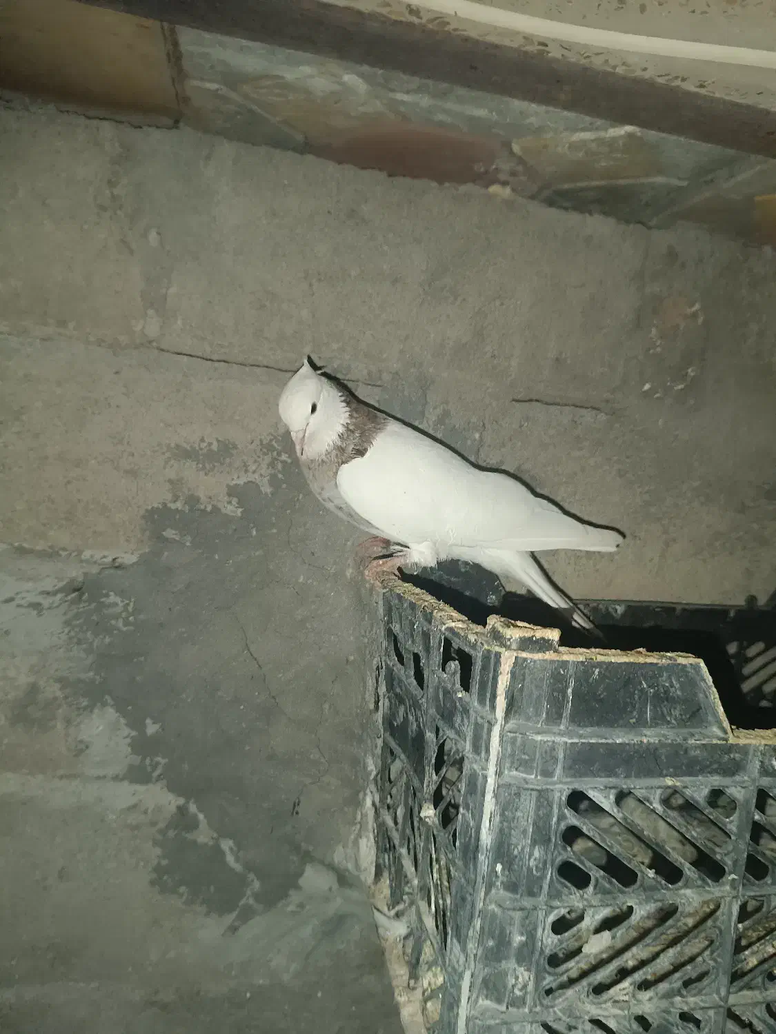 کبوتر|پرنده|میاندوآب, |دیوار