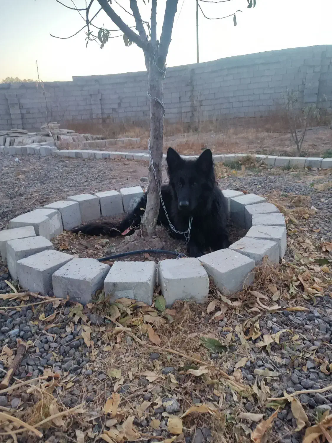 گمشده|حیوانات|زنجان, |دیوار