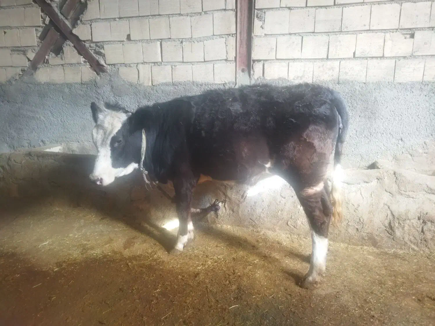 گوساله ماده|حیوانات مزرعه|طرهان, |دیوار