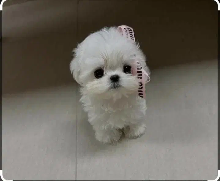 توله چشم دکمه ای فقط ۳۹۰۰|سگ|پرند, فاز ۵|دیوار