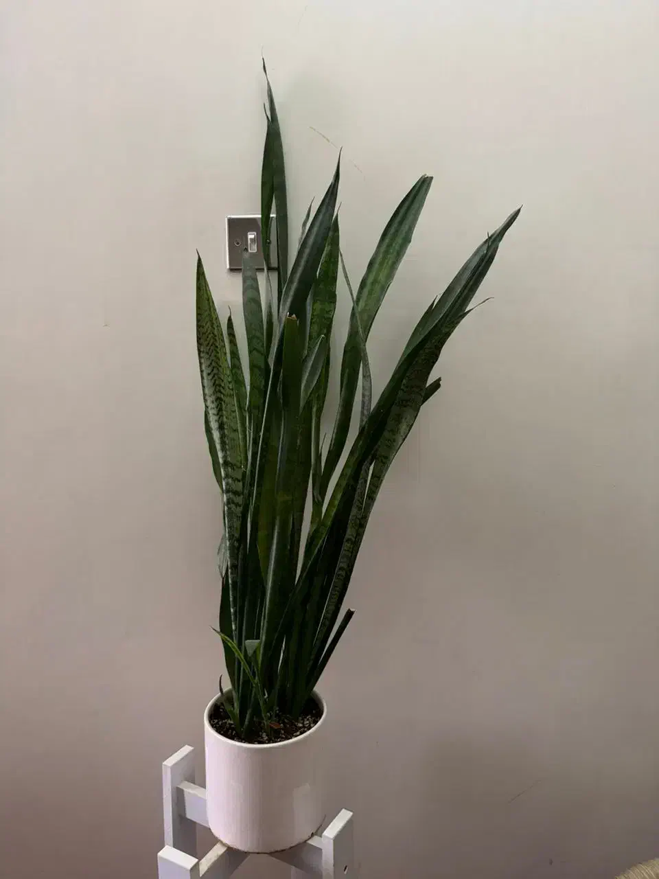 گل طبیعی واپارتمانی|گل و گیاه طبیعی|شیراز, شهرک والفجر|دیوار