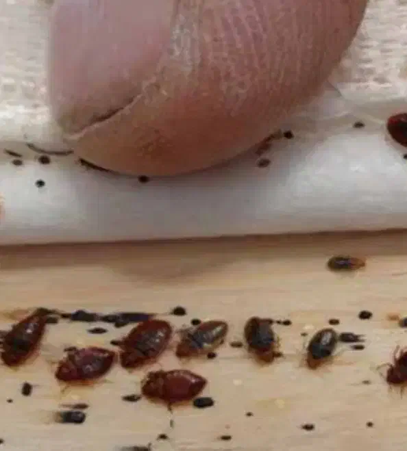 سم پاشی موریانه وسوسک با ضمانت نامه کتبی(حسنوند)|خدمات نظافت|خرمآباد, |دیوار