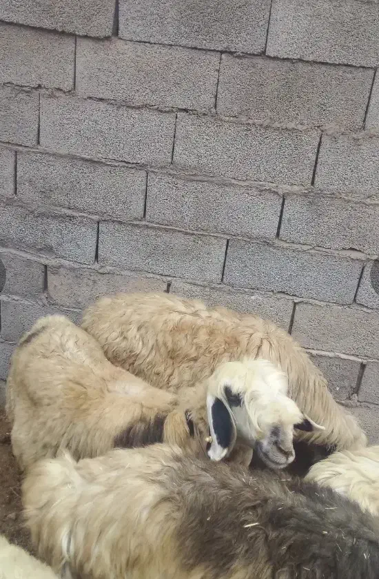 فروش فوری چند راس میش و ی بره ماده.قیمت توافقی|حیوانات مزرعه|مسجد سلیمان, |دیوار