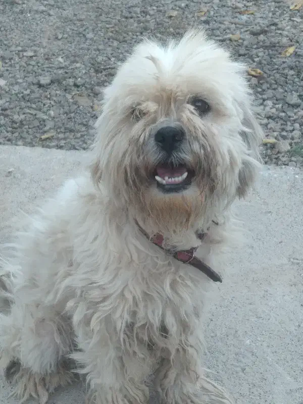 پاپی ماده نژاد دار باهوش زرنگ .|سگ|رضویه, |دیوار