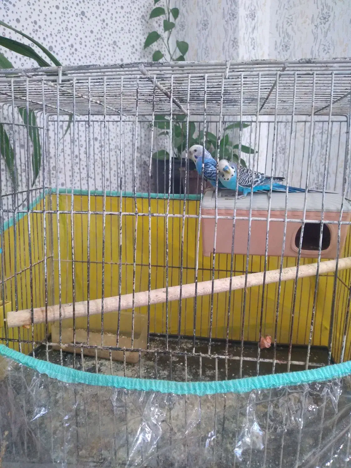 مرغ عشق هلندی|پرنده|درودزن, |دیوار