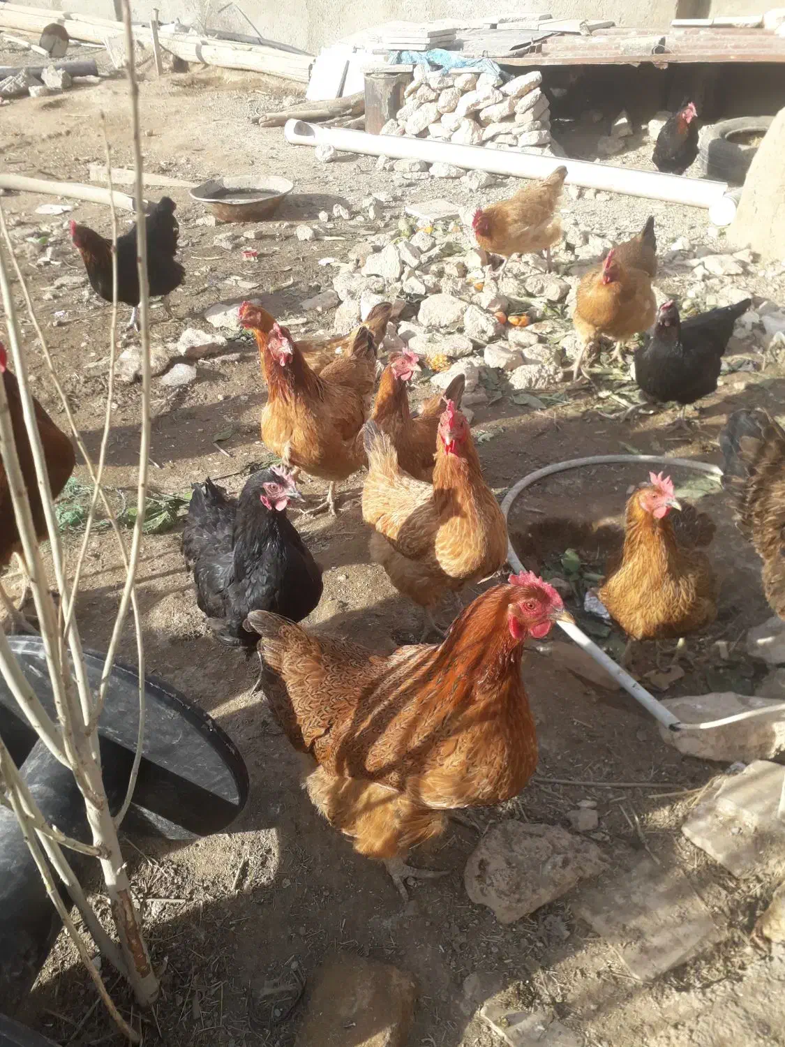 مرغ تخمگذار جوان وسرحال|حیوانات مزرعه|دهگلان, |دیوار