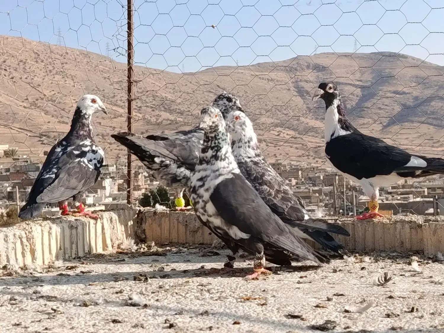 کفتر پلاکی .بزک سینه سفید۵تا با هم|پرنده|شیراز, سعدیه شمالی|دیوار