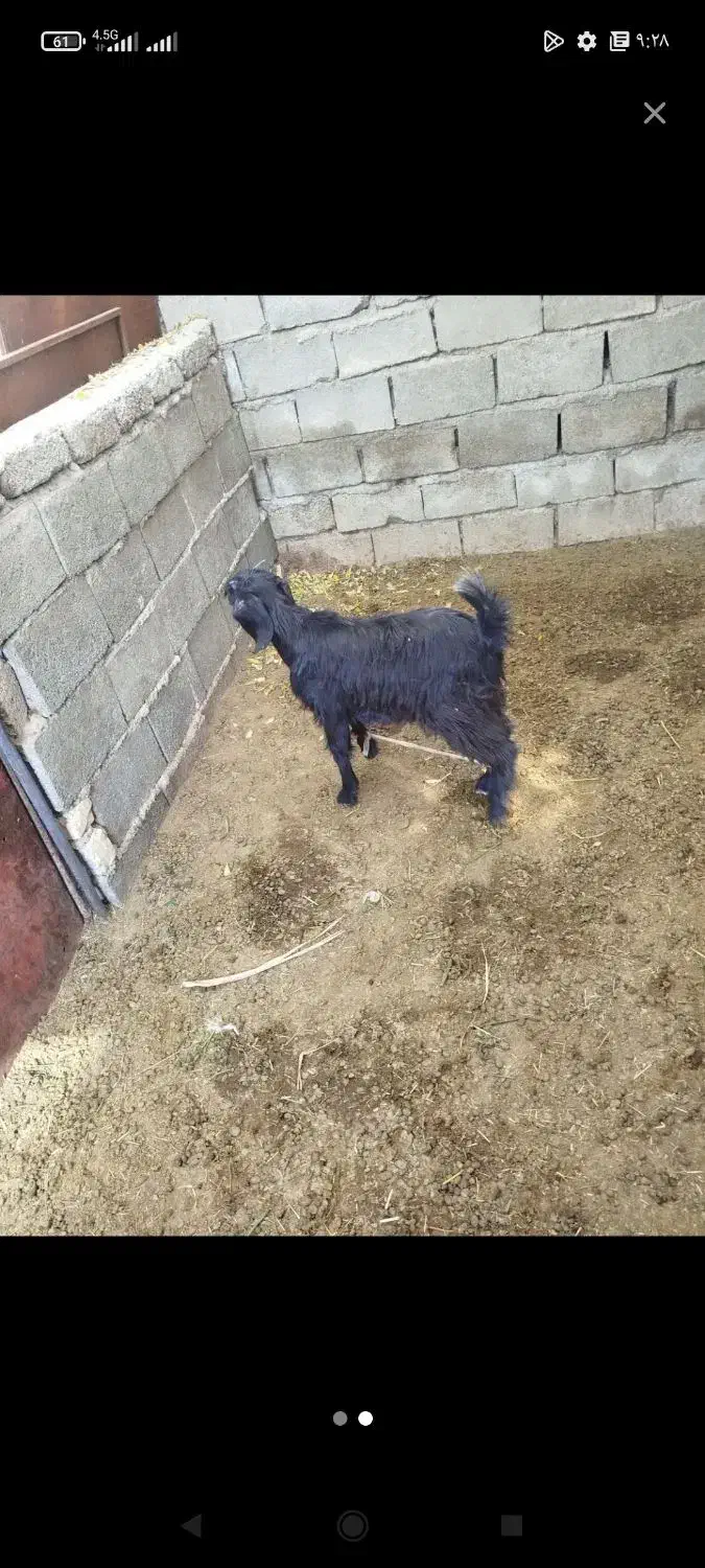 فروش کهر دونه ای ۵|حیوانات مزرعه|داراب, |دیوار