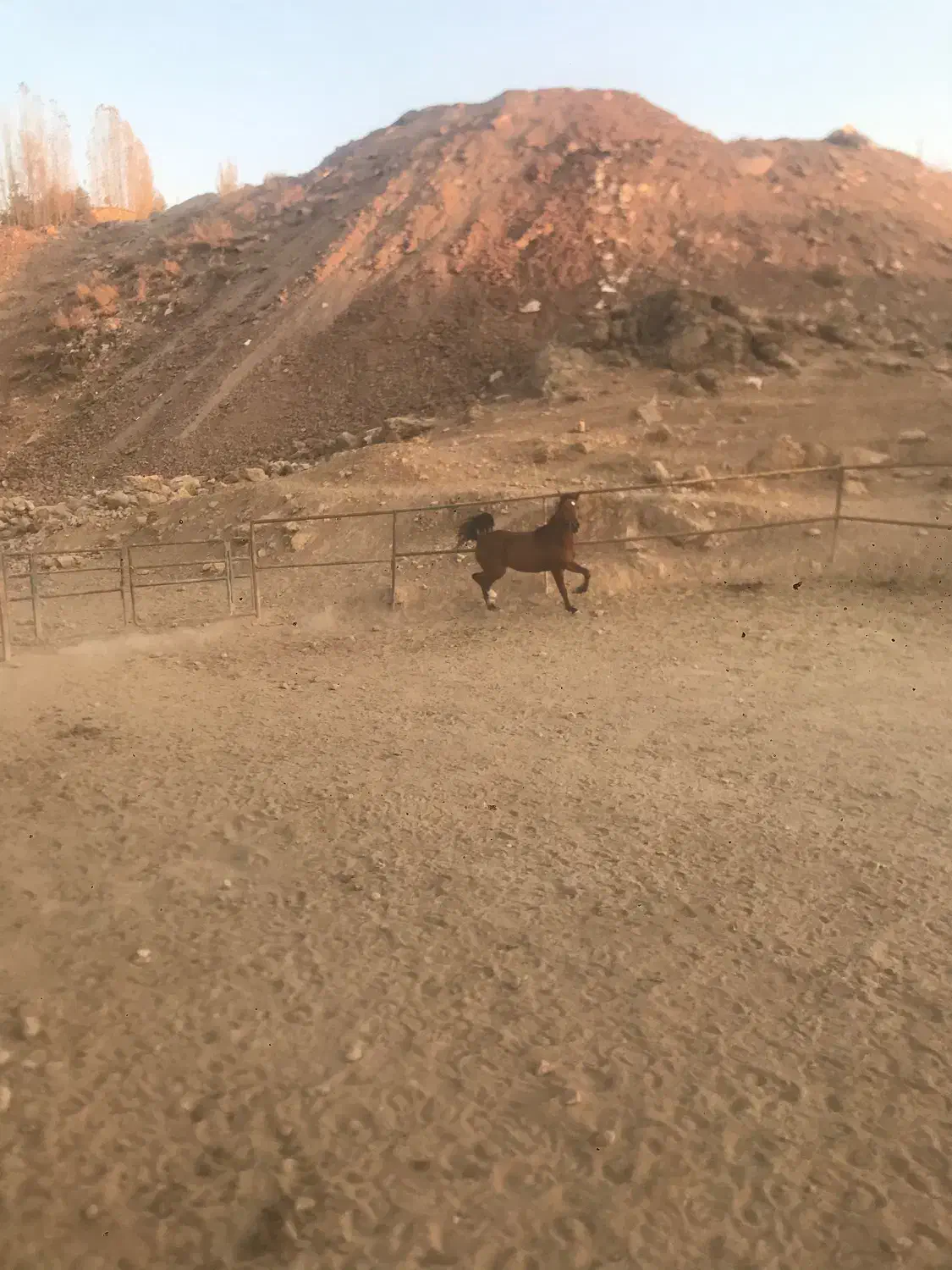 مادیان.دره شور|اسب و تجهیزات اسبسواری|کوهسار (البرز), |دیوار