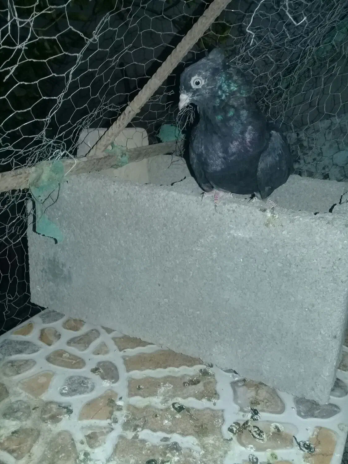 ابادانی ملقی|پرنده|جیرفت, |دیوار