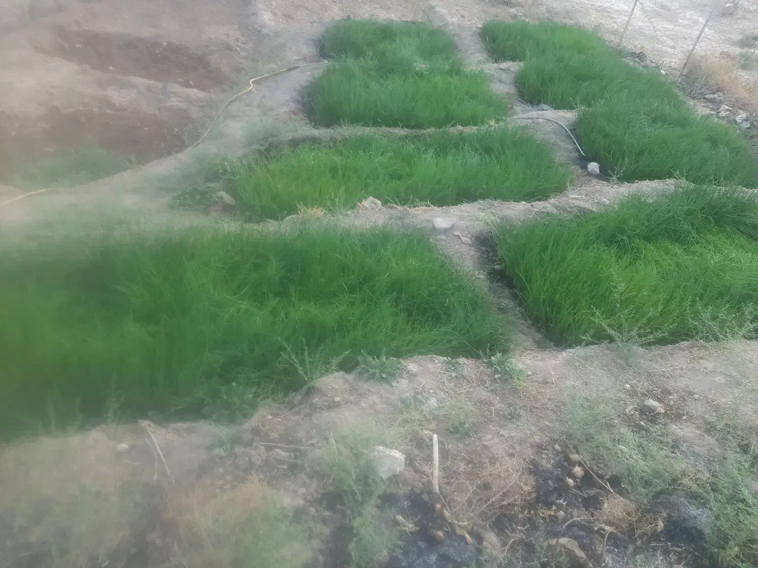 تیم پیاز|گل و گیاه طبیعی|چاروسا, |دیوار