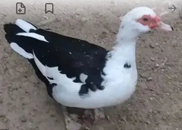 سیکا|حیوانات مزرعه|سعدآباد, |دیوار